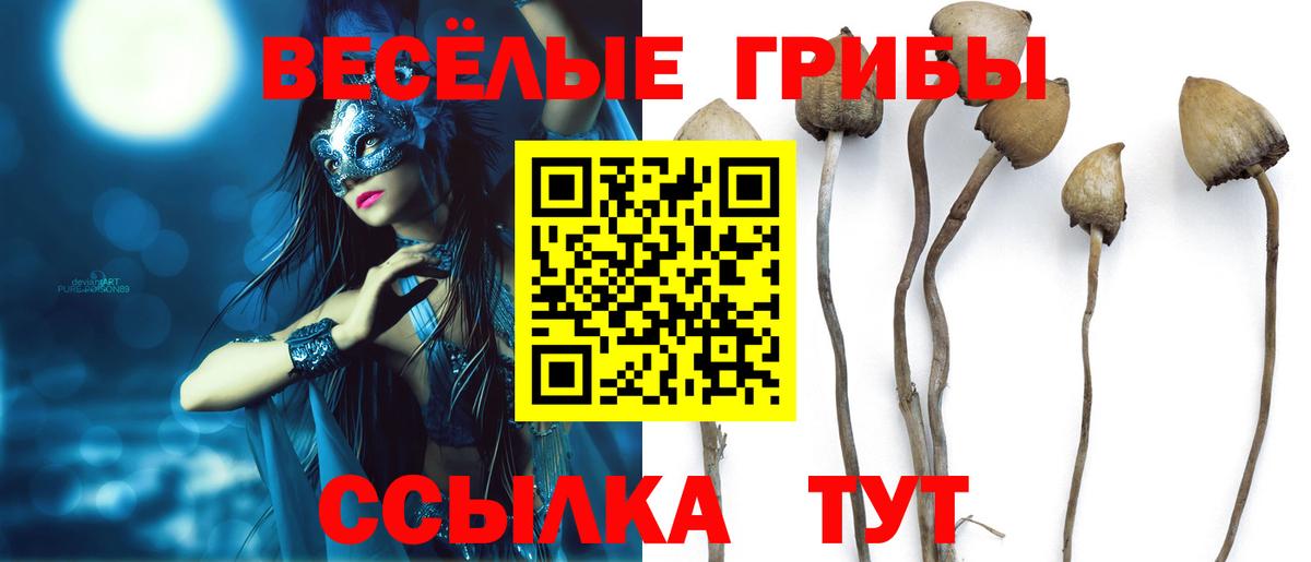 Галлюциногенные грибы Cubensis Лениногорск